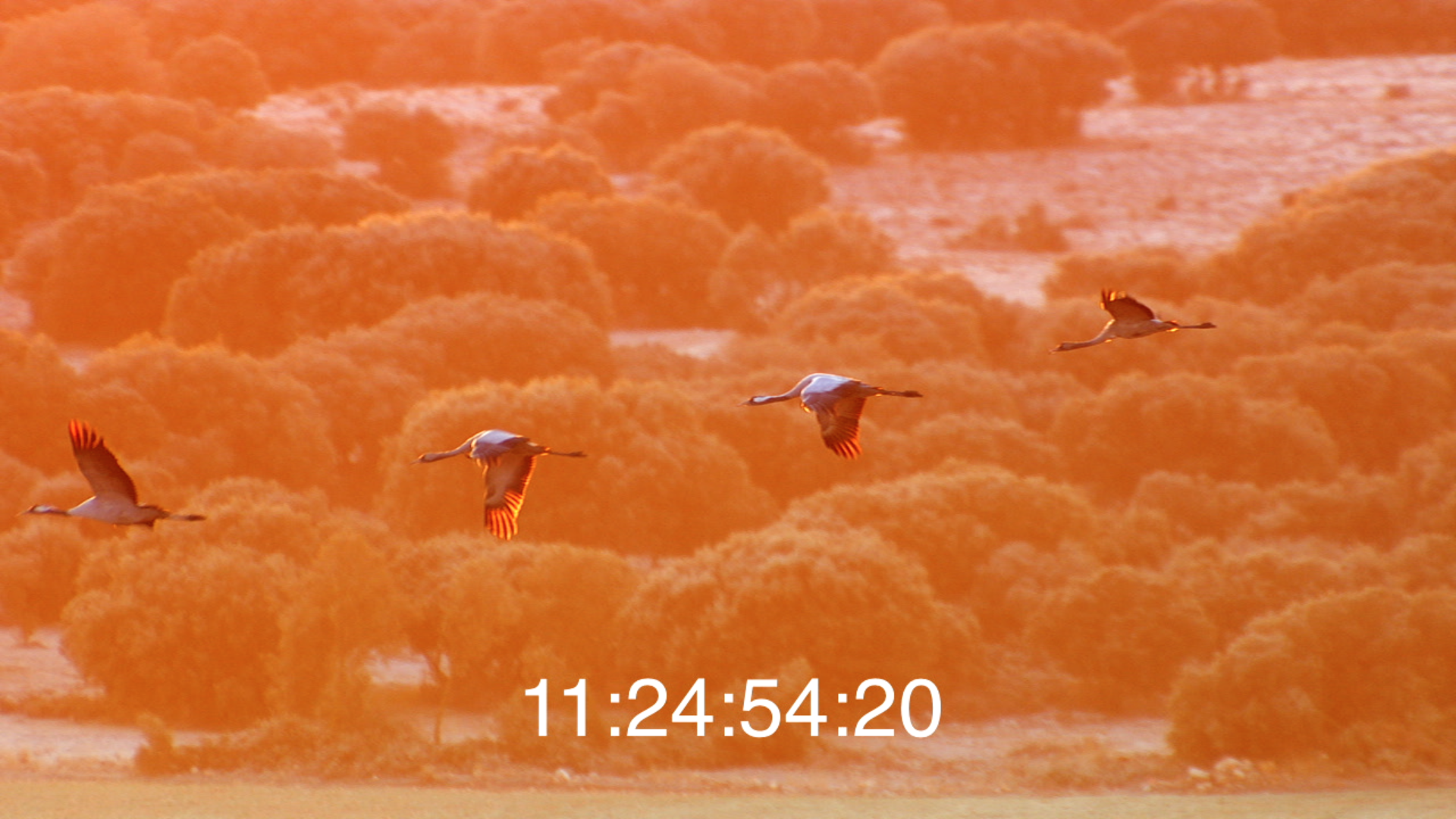 Film still: Zugvögel