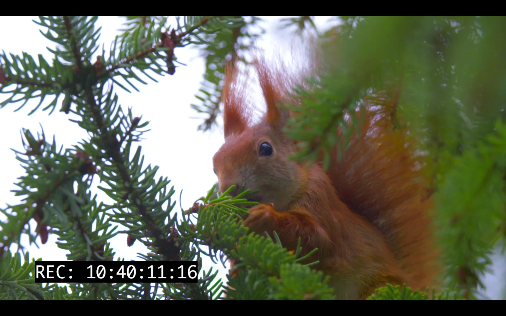 Film still: Unsere Wälder